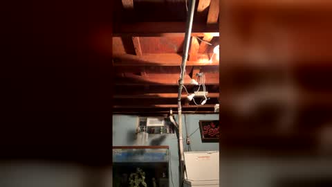 33adidas online show from March 2026 08:20:01 AM