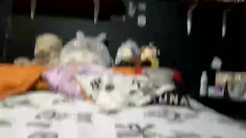 adam and abby online show from February 2025 05:37:02 PM