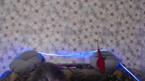 Snapshot of alice_longstocking chatting on December 2025 10:51:03 PM alice longstocking online show from December 2025 10:51:03 PM