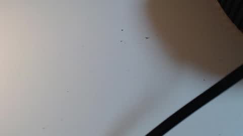 Snapshot of alid_17 chatting on February 2026 05:31:01 PM Alid 17 online show from February 2026 05:31:01 PM