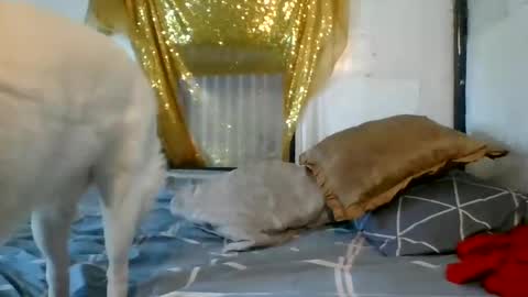 Snapshot of asianladyboy888 chatting on December 2024 07:06:02 AM asianladyboy888 online show from December 2024 07:06:02 AM