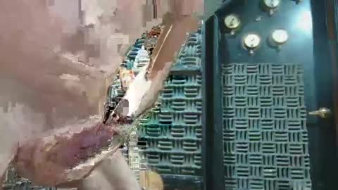 Snapshot of aussieraz chatting on December 2024 07:00:01 PM aussieraz online show from December 2024 07:00:01 PM