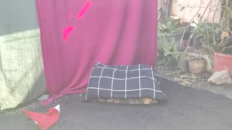 bad_wolf28 online show from November 2025 10:26:02 AM