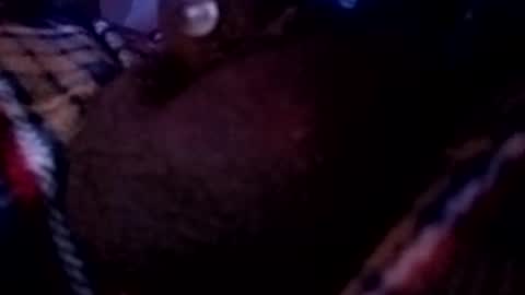 Snapshot of bcfalcon69 chatting on May 2026 02:41:02 AM bcfalcon69 online show from May 2026 02:41:02 AM