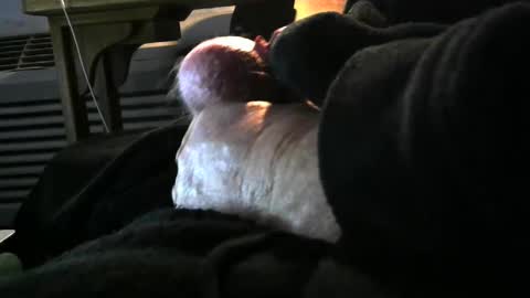 Snapshot of bear4146 chatting on December 2024 03:33:01 PM bear4146 online show from December 2024 03:33:01 PM