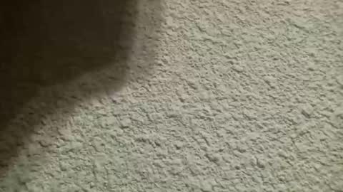 Snapshot of bgf32054 chatting on October 2025 04:44:02 AM Bigfish123 online show from October 2025 04:44:02 AM