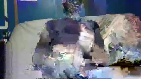 Snapshot of big9inchsnake chatting on December 2024 10:20:01 PM big9inchsnake online show from December 2024 10:20:01 PM