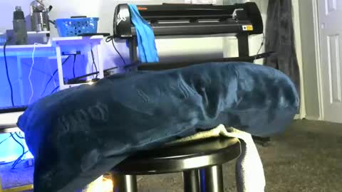 bigboybigbutt69 online show from May 2026 10:31:02 AM
