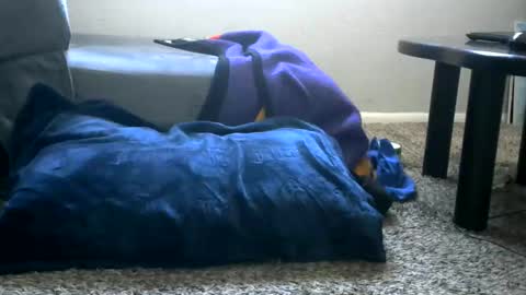 bigboybigbutt69 online show from May 2026 11:00:01 PM