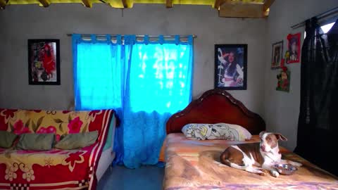 Black Panther online show from December 2025 01:39:02 PM