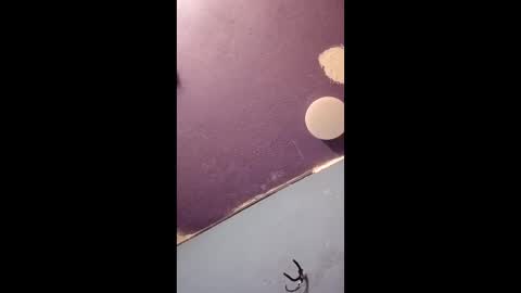 blue17562 online show from April 2026 03:16:01 PM