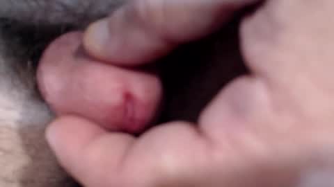 bobswan online show from January 2025 03:04:02 PM