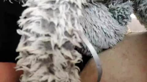 Snapshot of bomberto33 chatting on February 2025 01:55:01 PM Bomberto online show from February 2025 01:55:01 PM