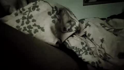 Snapshot of bomberto33 chatting on February 2026 09:11:02 PM Bomberto online show from February 2026 09:11:02 PM