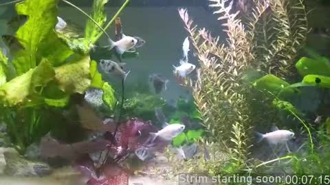 Booker Baxton online show from March 2025 03:05:02 AM