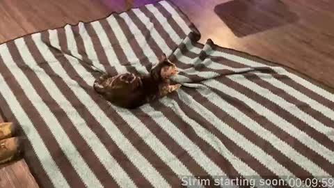 Booker Baxton online show from September 2025 02:59:01 AM