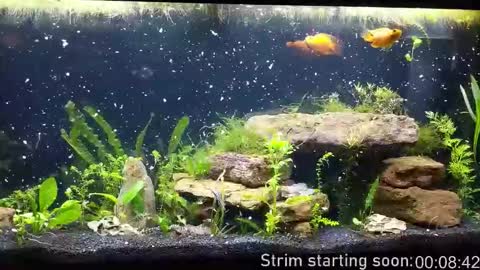 Booker Baxton online show from October 2025 02:58:02 AM