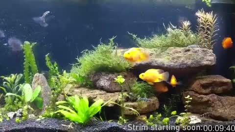 Booker Baxton online show from April 2026 03:00:02 AM