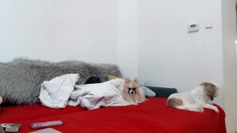 bratzdoll1994 online show from November 2025 05:12:02 PM