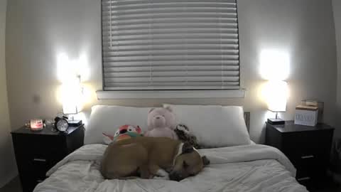 Bridget Black online show from June 2026 01:41:01 AM