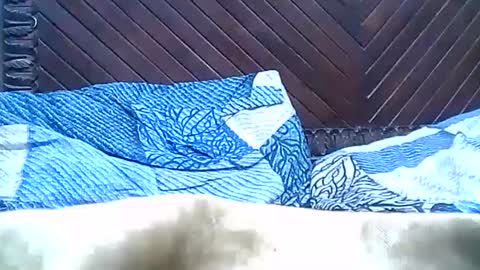 Josh online show from December 2024 09:40:02 PM