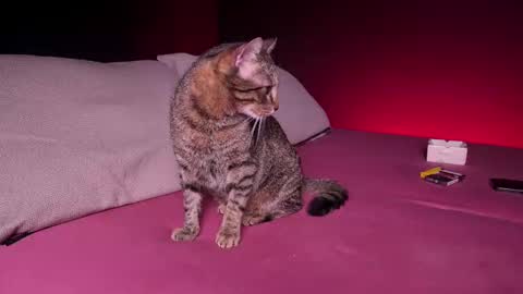 Snapshot of c_o_n_q_u_e_r chatting on February 2025 07:44:01 AM CQ online show from February 2025 07:44:01 AM