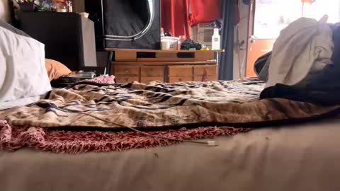 Bbc always ready balls insta bmac capone online show from November 2025 08:11:02 PM