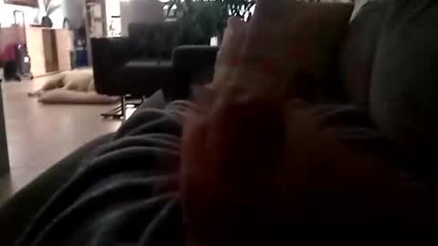 Snapshot of carlitito1 chatting on November 2025 07:08:01 AM carlitito1 online show from November 2025 07:08:01 AM