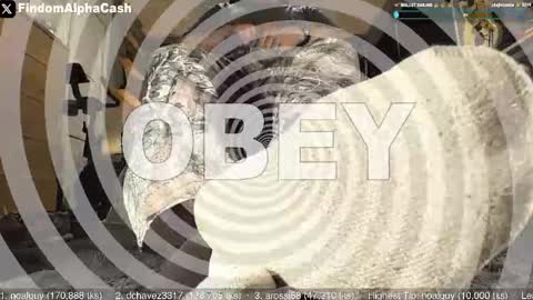 Master Grey online show from May 2026 04:08:02 AM