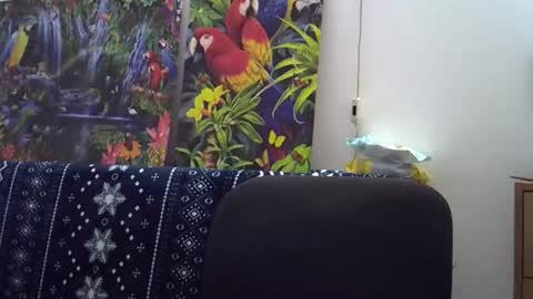 Snapshot of cassandra191 chatting on December 2025 01:42:01 PM Cassandra online show from December 2025 01:42:01 PM