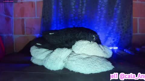 Cata Angel online show from April 2026 12:09:02 AM