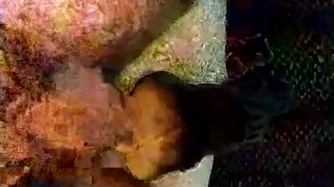 Snapshot of catdaddy179057 chatting on March 2026 11:17:02 AM catdaddy179057 online show from March 2026 11:17:02 AM