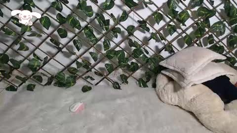 Snapshot of charly_evans60 chatting on February 2025 12:27:02 AM charly_evans60 online show from February 2025 12:27:02 AM