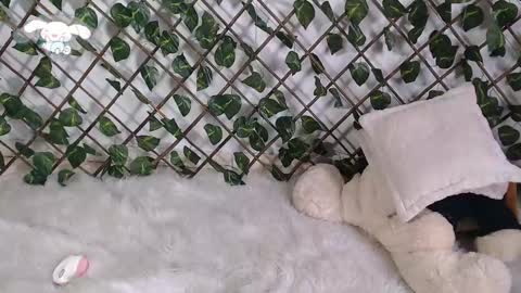 Snapshot of charly_evans60 chatting on February 2025 04:51:01 PM charly_evans60 online show from February 2025 04:51:01 PM