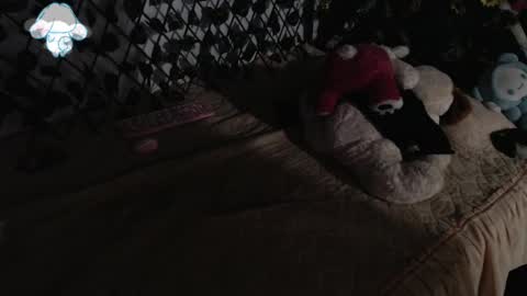 Snapshot of charly_evans60 chatting on March 2025 02:41:02 AM charly_evans60 online show from March 2025 02:41:02 AM