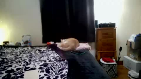 Snapshot of chinacove chatting on January 2026 07:23:01 PM ChinaCove online show from January 2026 07:23:01 PM