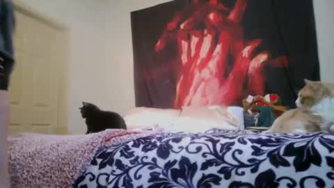 Snapshot of chinacove chatting on February 2026 12:40:01 AM ChinaCove online show from February 2026 12:40:01 AM