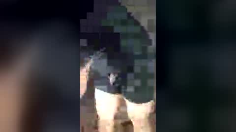 chrisalejandr0896 online show from July 2026 02:18:01 AM