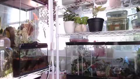 ANR Mommy online show from October 2025 04:37:02 PM