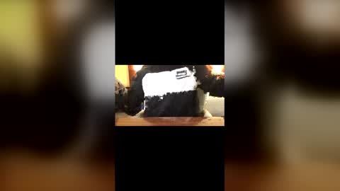 Curtis online show from March 2026 02:37:01 AM