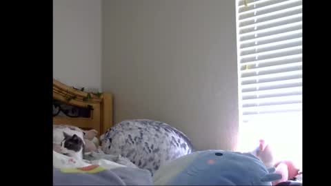 Snapshot of cutemuttgirl chatting on February 2026 05:00:02 PM cutemuttgirl online show from February 2026 05:00:02 PM