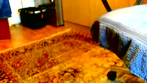 Dammerl online show from December 2025 01:17:04 PM