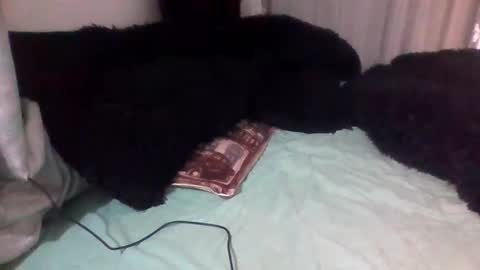 Snapshot of dani9821569006 chatting on September 2025 03:00:02 PM dani9821569006 online show from September 2025 03:00:02 PM