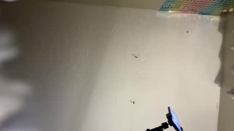 Snapshot of danidragon69 chatting on February 2025 10:50:02 AM Dani Dragon online show from February 2025 10:50:02 AM