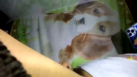 davzsoher online show from January 2025 02:04:01 AM