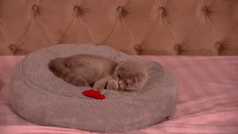 Snapshot of denisseperry chatting on January 2026 10:48:02 PM Ela online show from January 2026 10:48:02 PM