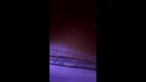 divorcedsissyhusband online show from March 2026 07:23:01 AM