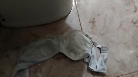 Snapshot of dthedog12 chatting on September 2025 12:52:01 PM dthedog12 online show from September 2025 12:52:01 PM