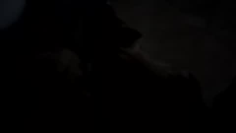 Snapshot of dthedog12 chatting on October 2025 02:43:02 AM dthedog12 online show from October 2025 02:43:02 AM