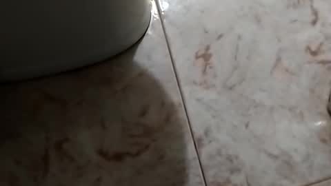 Snapshot of dthedog12 chatting on October 2025 09:48:02 PM dthedog12 online show from October 2025 09:48:02 PM